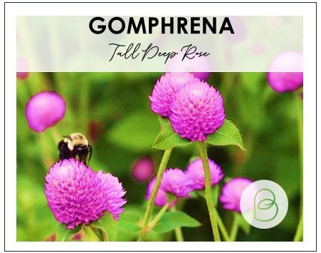Gomphrena Tall Deep Rose