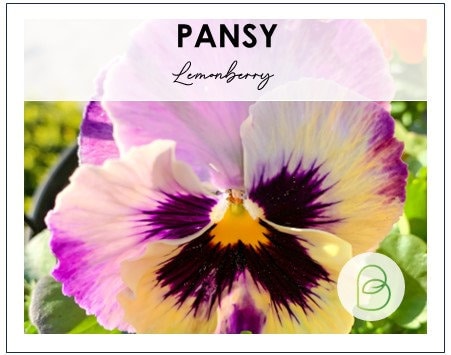 Viola Frizzle Sizzle Lemonberry