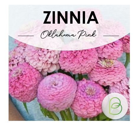 Zinnia Oklahoma Pink