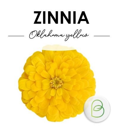 Zinnia Oklahoma Golden Yellow 25+ Seeds