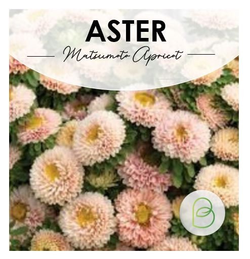 Aster Matsumoto Apricot