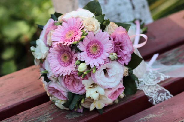 Gerber Daisy California Giants