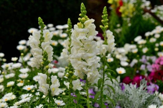 Snapdragon Snowflake