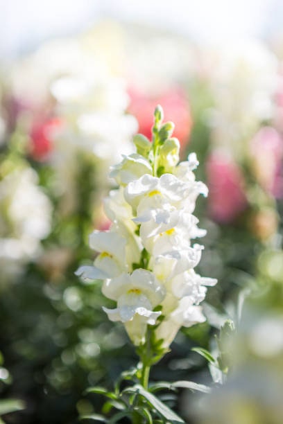 Snapdragon Snowflake