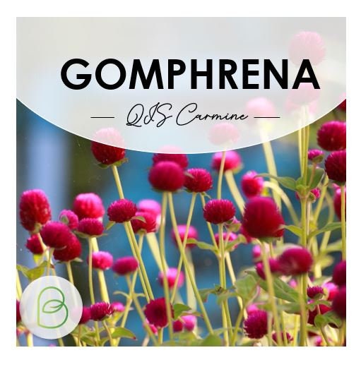 Gomphrena QIS Carmine