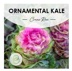 Cabbage (Ornamental) Crane Rose F1