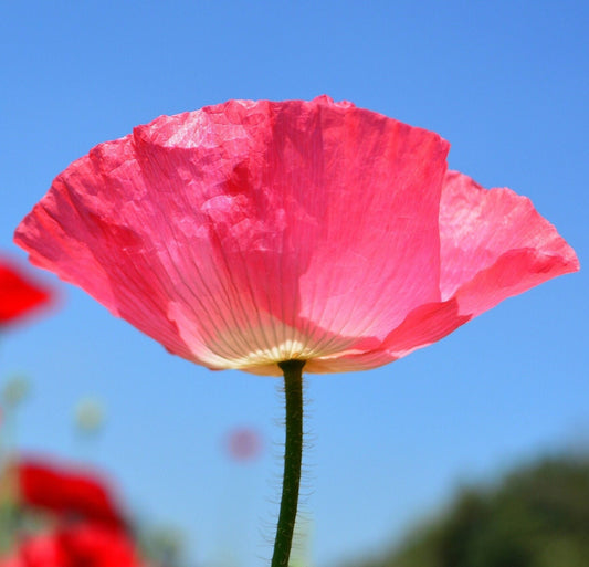 Poppy California Carmine King