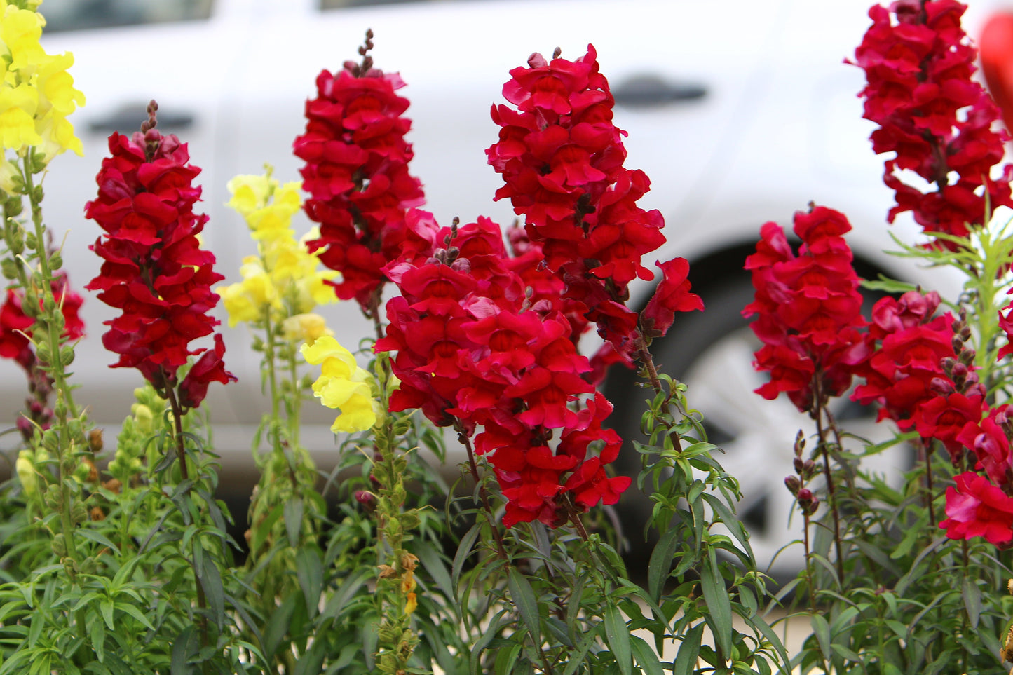 Snapdragon Chantilly Velvet