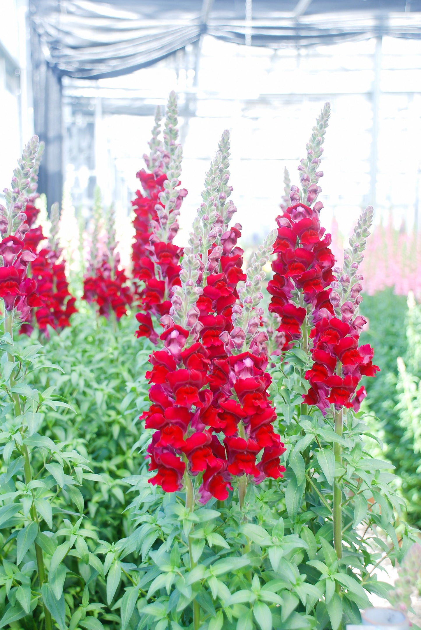 Snapdragon Chantilly Velvet