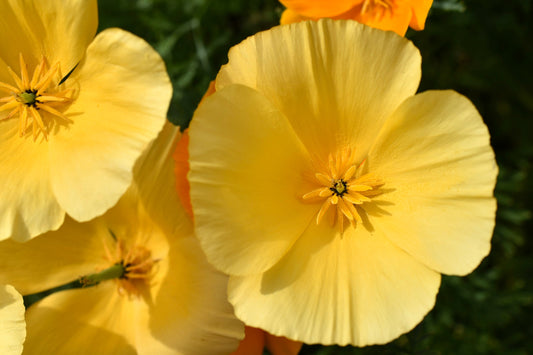 Poppy Dwarf Golden California