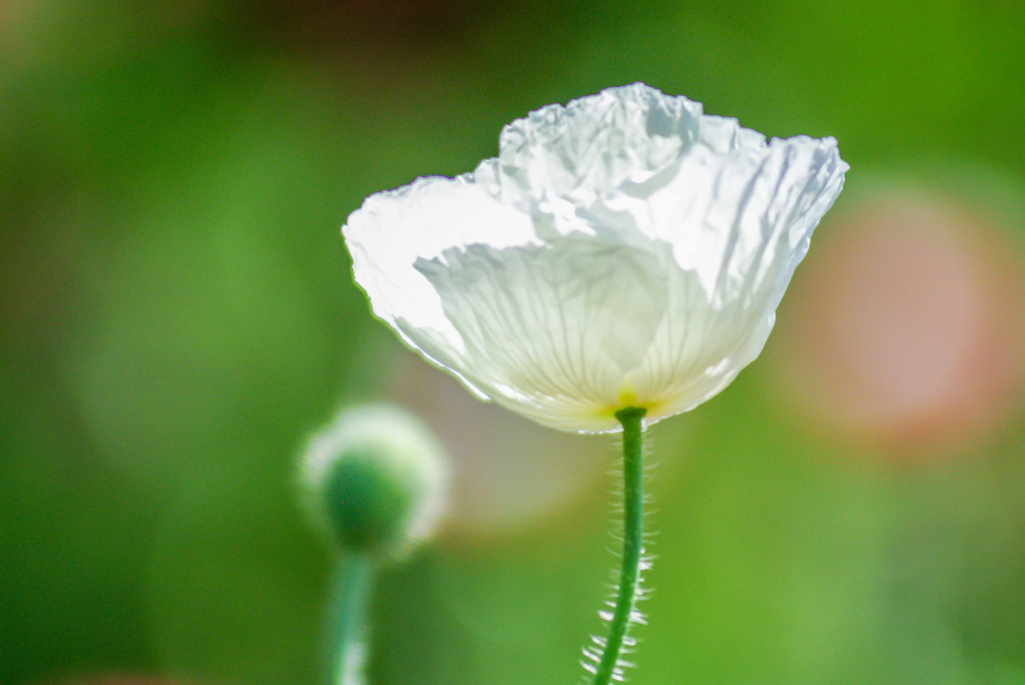 Poppy