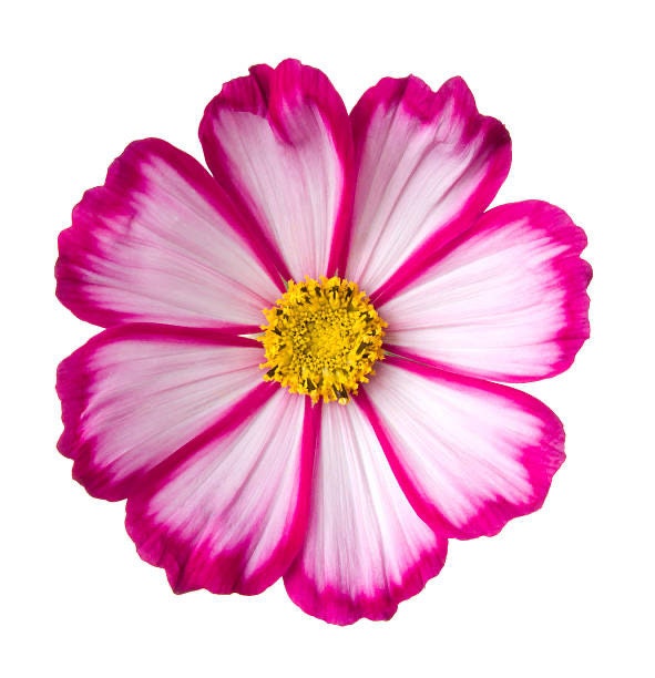 Cosmos Picotee Seeds 1g 125 seeds, Cut Flower Seeds