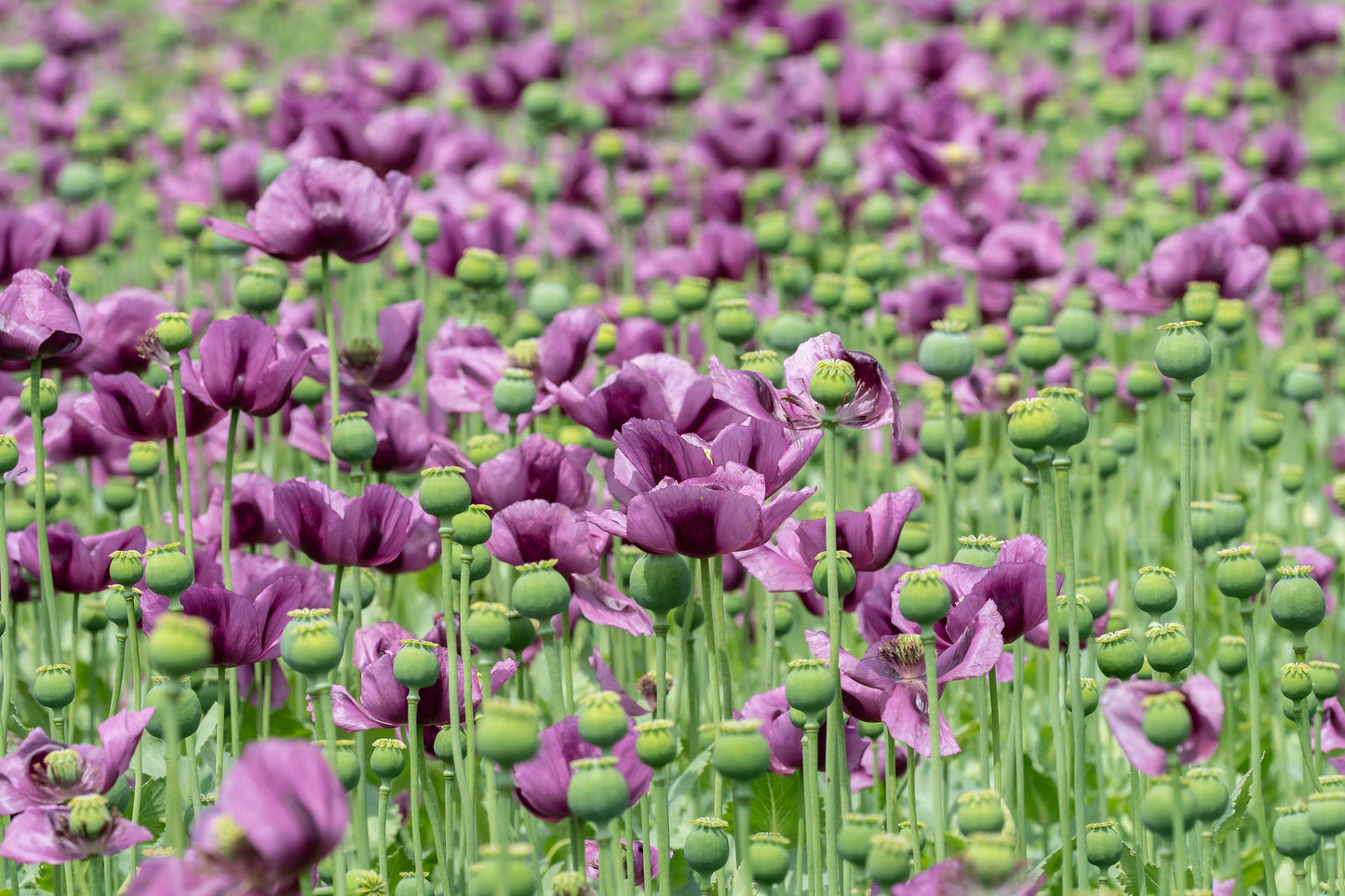 Poppy Hungarian Blue Breadseed