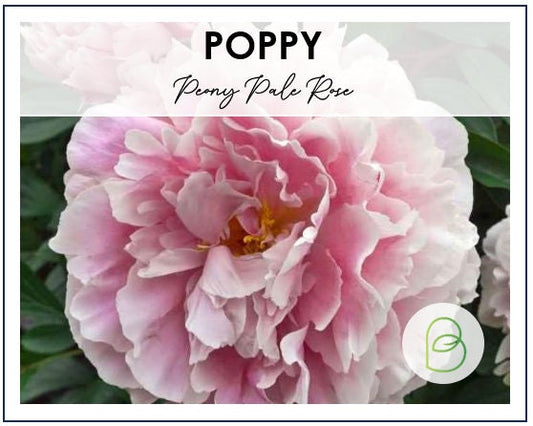 Poppy Mother of Pearl