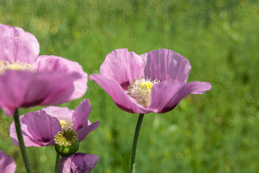 Poppy Purple Gleam California