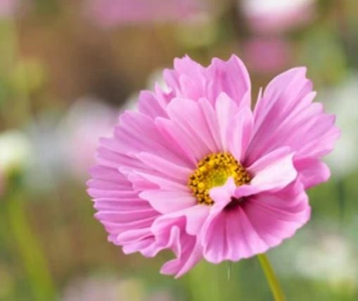 Cupcakes Blush and White Mix 10 Seeds, Cosmos bipinnatus, Cut Flowers, Annual