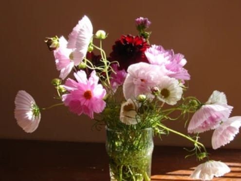 Cosmos Cupcakes Blush and White Mix