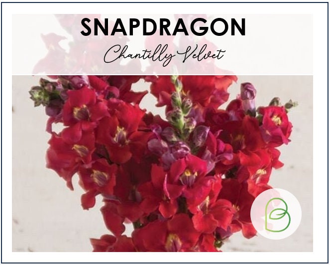 Snapdragon Chantilly Velvet