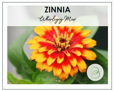 Zinnia Whirligig Mix