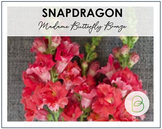 Snapdragon Madame Butterfly Bronze F1
