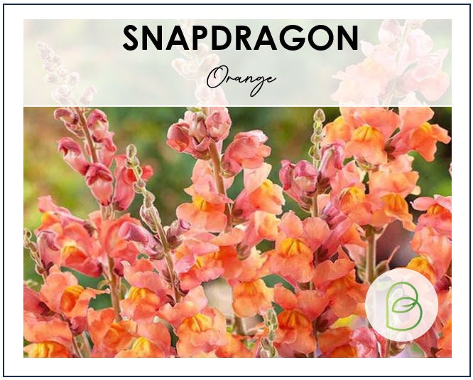 Orange Snapdragon