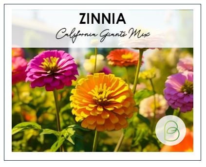 Zinnia California Giants 100 Seeds (1g)