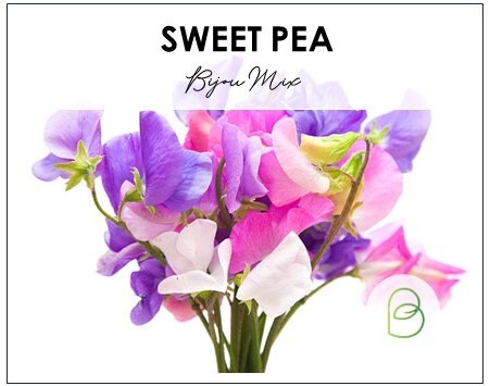 Dwarf Sweet Pea Bijou Mix