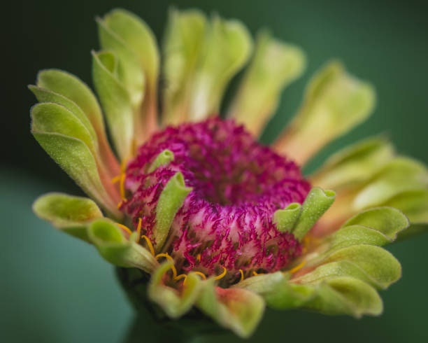 Zinnia Queeny Lemon Peach