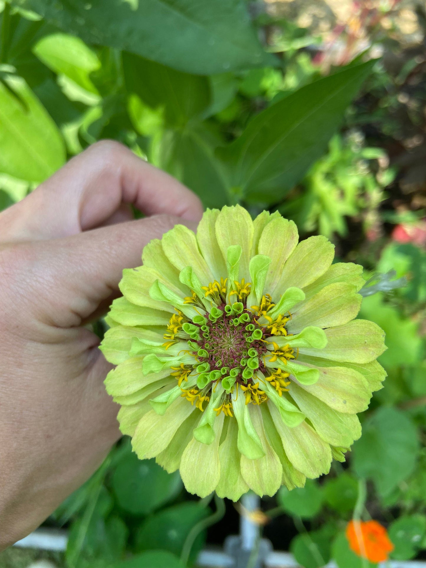 Zinnia Queen Lime with Blotch