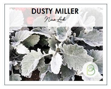 Dusty Miller New Look