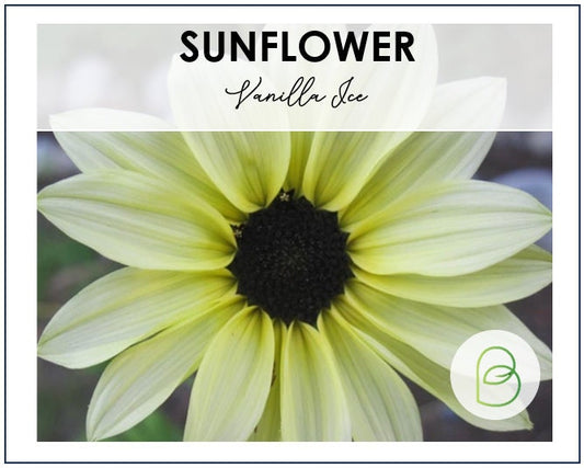 Sunflower Vanilla Ice