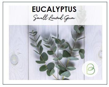 Eucalyptus Small Leaved Gum
