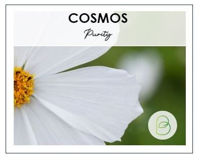 Cosmos Purity