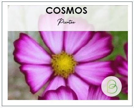 Cosmos Picotee Seeds 1g 125 seeds, Cut Flower Seeds