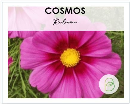 Cosmos Radiance