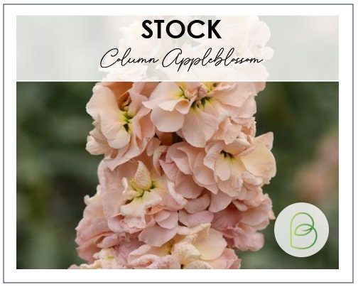 Stock Column Appleblossom
