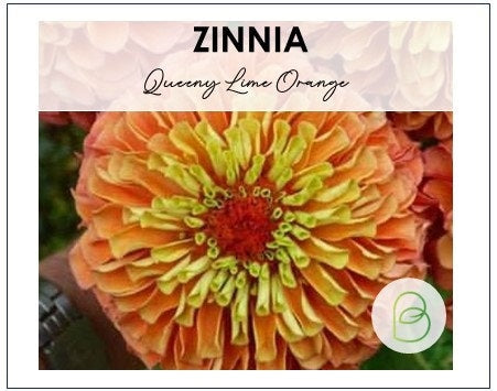 Zinnia Queen Lime Orange