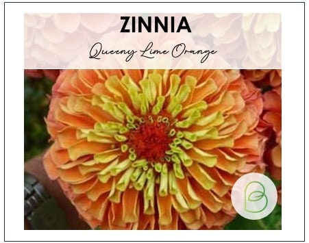 Zinnia Queeny Lime Orange
