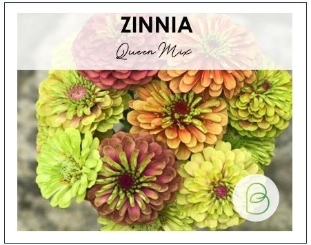 Zinnia Queen Mix