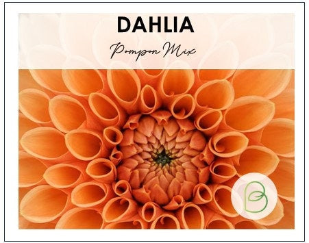 Dahlia Pompon Mix