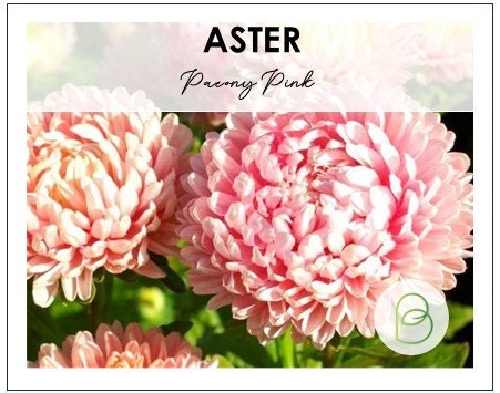 Aster Paeony Pink