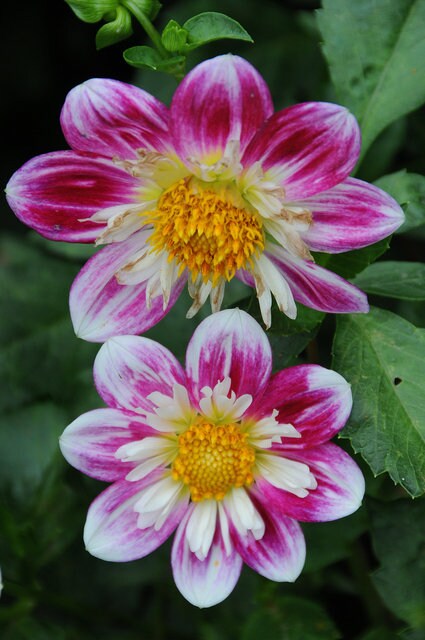Dahlia Dandy Improved Mix