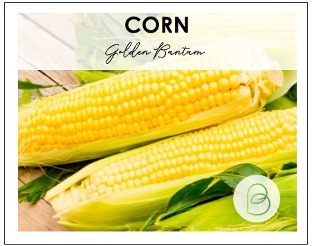 Corn Golden Bantam