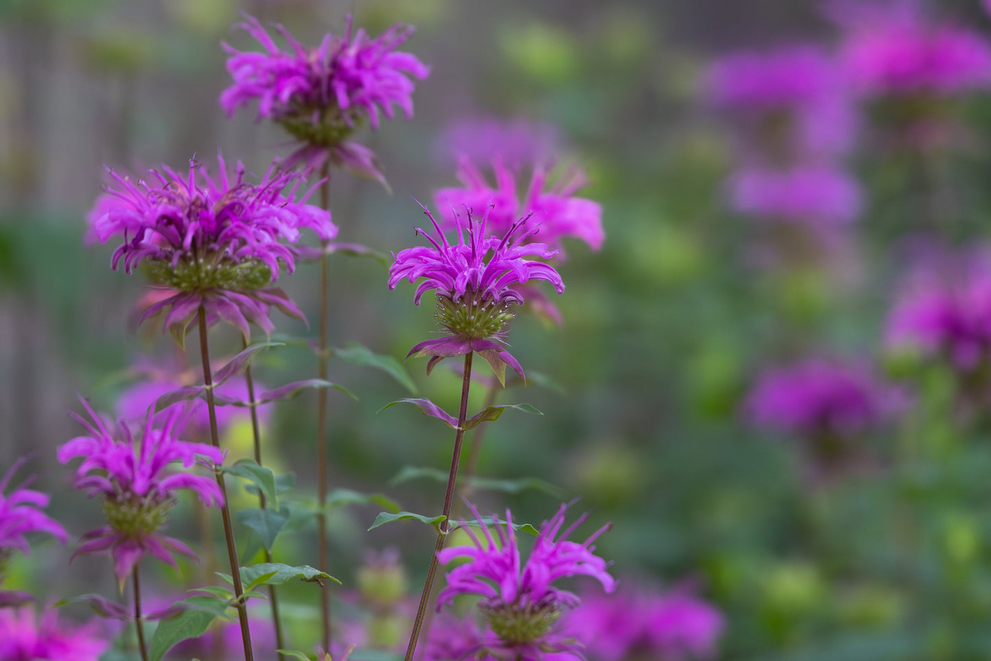 Wild Bergamot 650 Seeds, 0.25g, Monarda, Bee Balm, Pollinator Flowers, Heirloom Herb Seeds, Wild flower seeds, Flower mix, Monarda Fistulosa