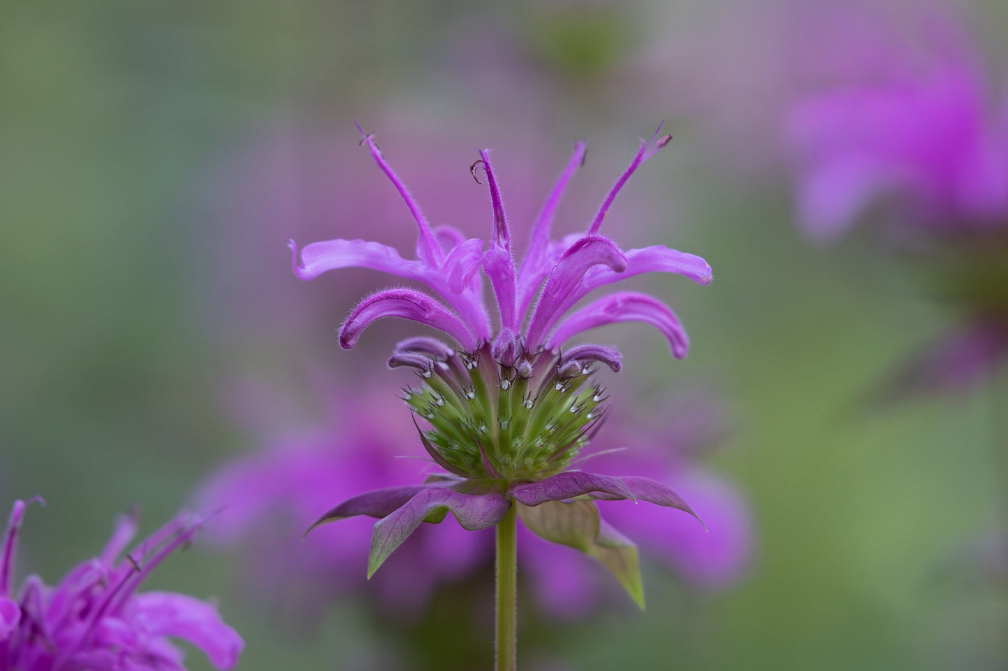 Wild Bergamot