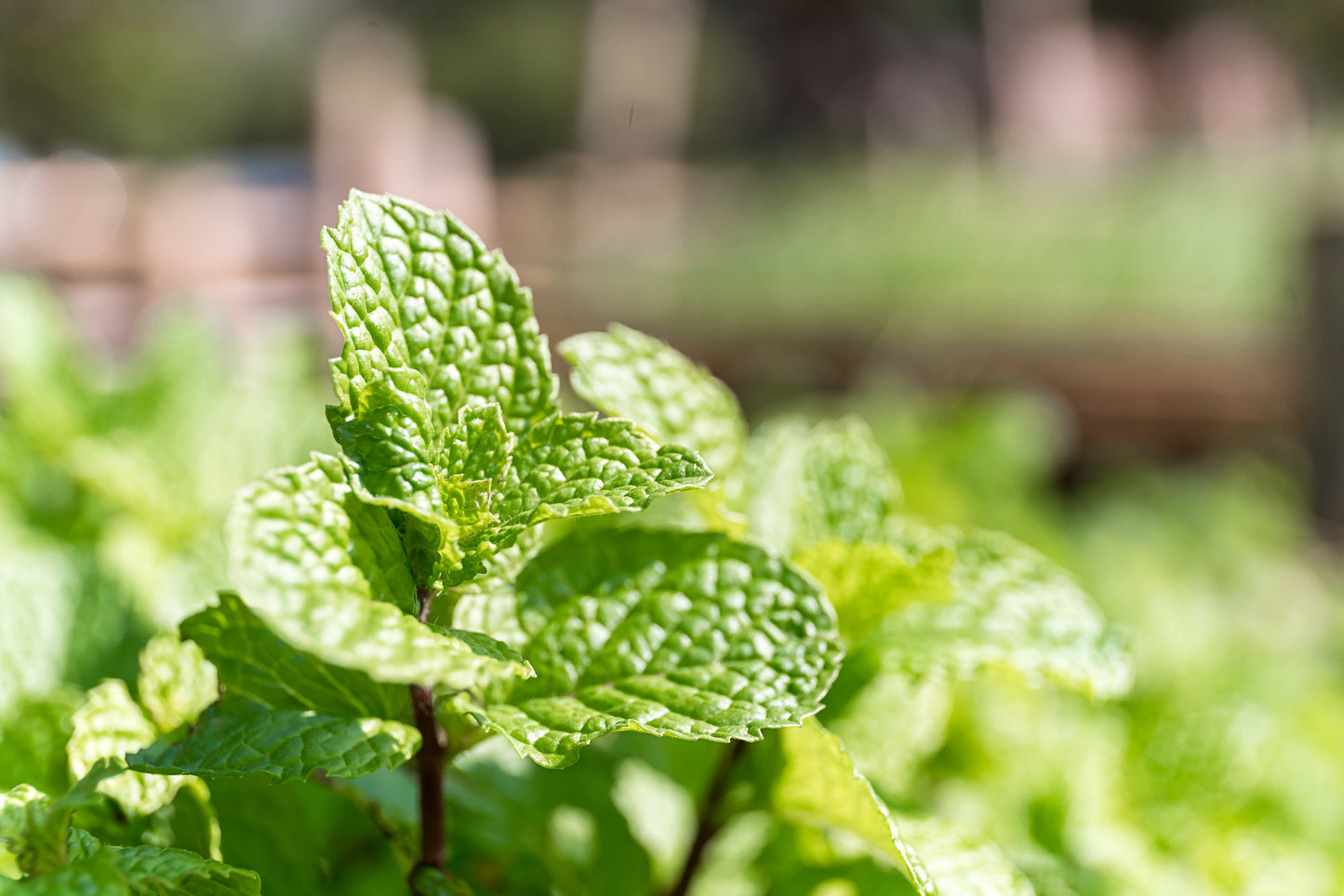 Peppermint