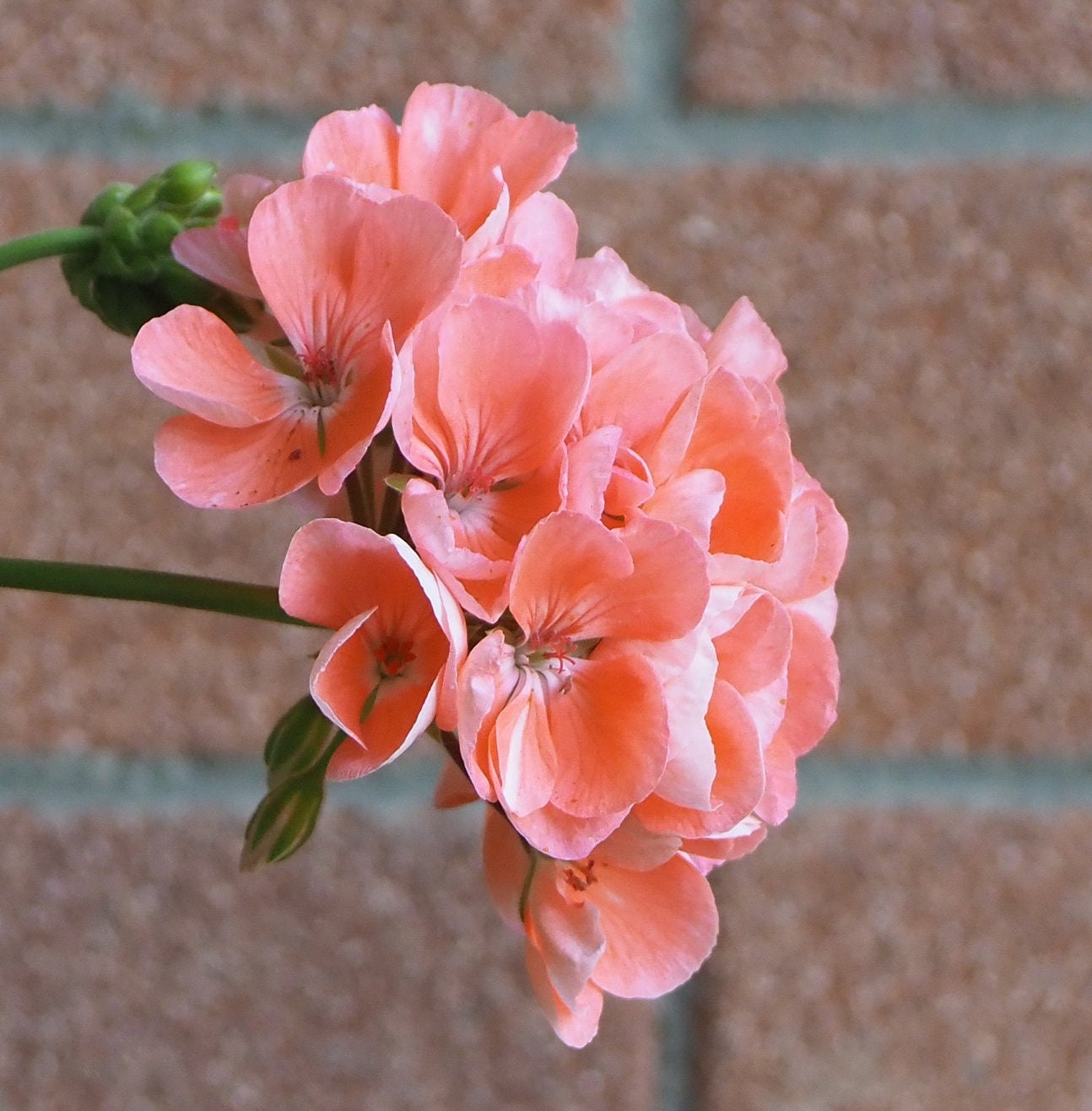 BullsEye Salmon Geranium