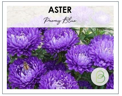 Aster Paeony Blue