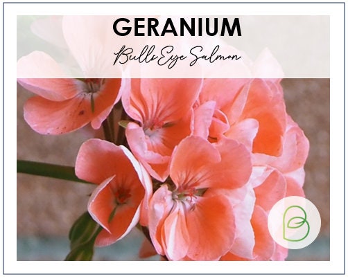 BullsEye Salmon Geranium