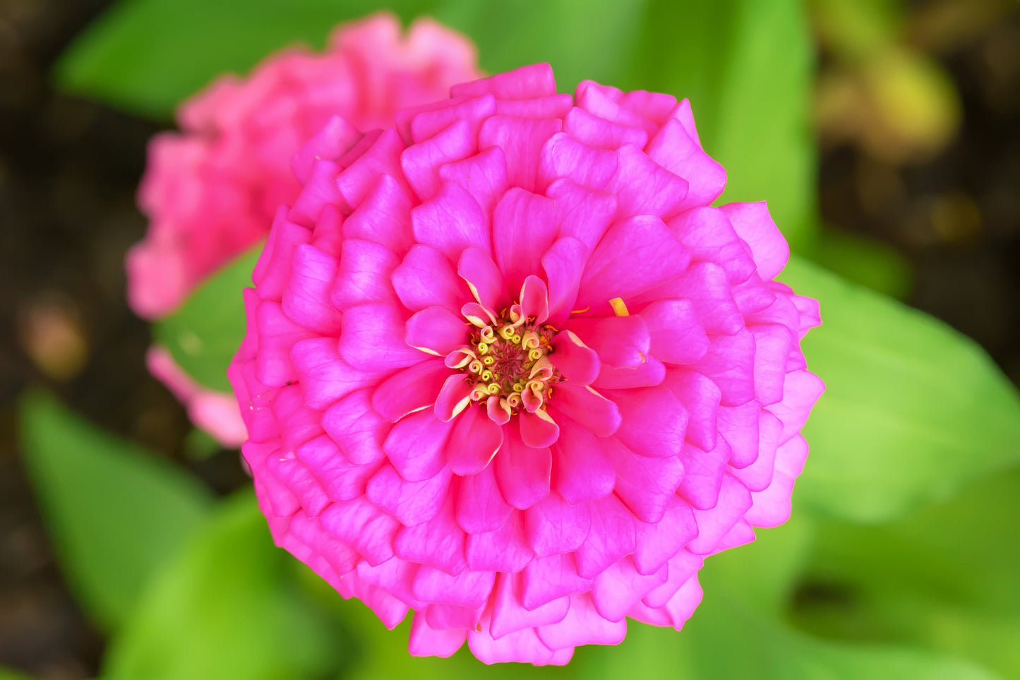 Zinnia Luminosa